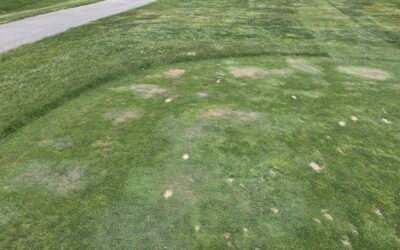 Wetting Agents For Native Soils? Yes, Especially for Bentgrass